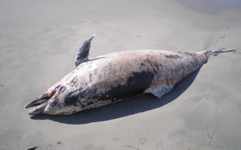 La Maddalena, due delfini in avanzato stato di decomposizione sono stati trovati nelle acque del Parco Nazionale