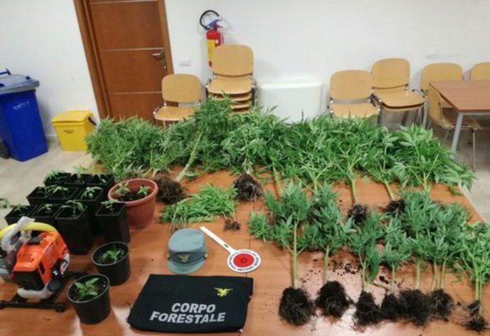 Sorpreso mentre innaffiava il suo orto di cannabis: in arresto un 61enne di Pula