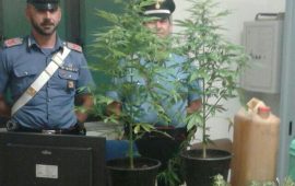 carabinieri piante marijuana cannabis sequestrate arresto