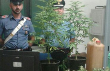 carabinieri piante marijuana cannabis sequestrate arresto