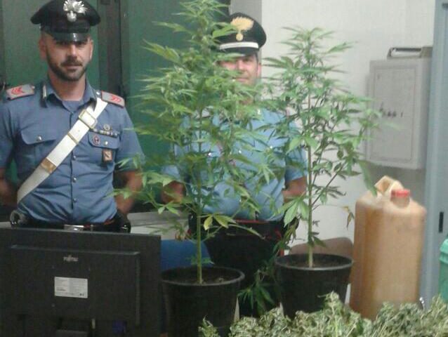 carabinieri piante marijuana cannabis sequestrate arresto