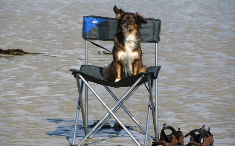 Sardi amici degli animali: per gatti e cani di casa vacanze insieme ai padroni