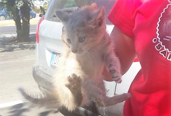 Via Roma: la Polizia salva un gattino intrappolato nel motore di un’auto, diventata un forno per il forte caldo
