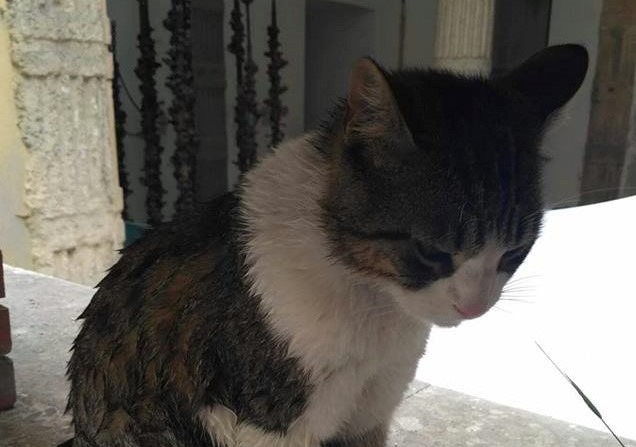 gatto renzo buttato nella fontanella cagliari