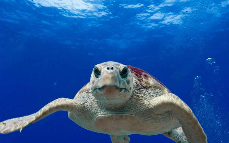 Tornano le tartarughe sulle nostre spiagge: al via la stagione delle nidificazioni