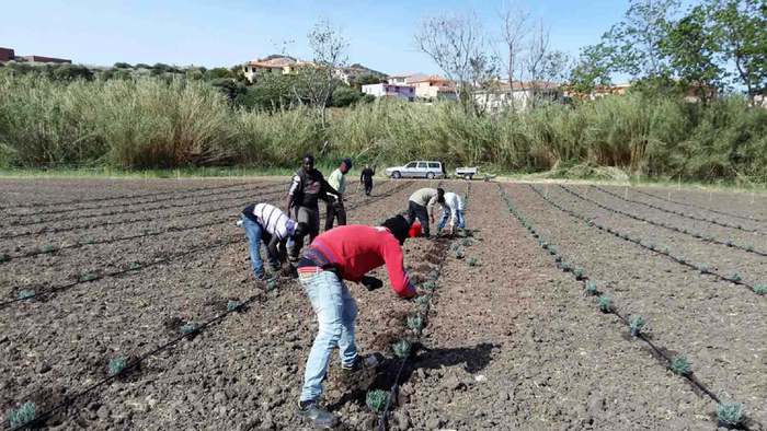 Migranti e piante officinali della Sardegna, sperimentazione riuscita a Castelsardo