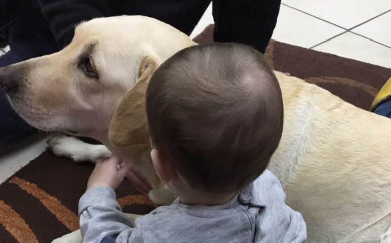 Pitta, il Labrador che aiuta i bambini in difficoltà a tornare a sorridere