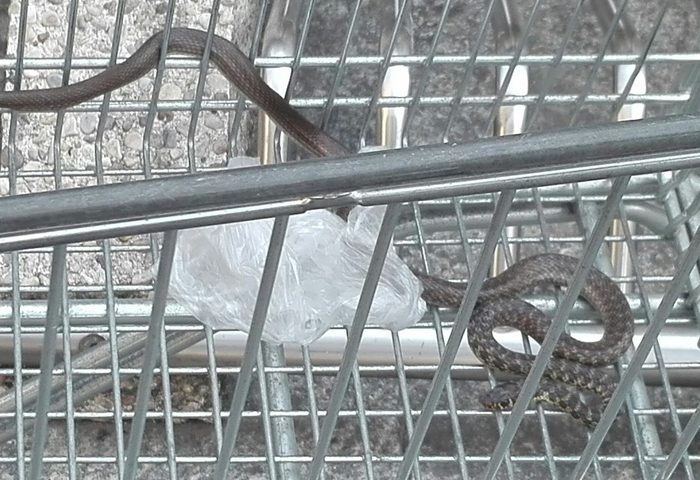 Milano, un dipendente dell’Esselunga trova un serpente di un metro e mezzo in un carrello