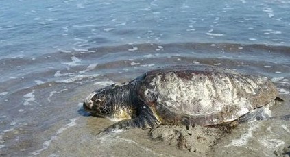 Esemplare gigante di tartaruga marina avvistato stamattina nella spiaggia di Giorgino