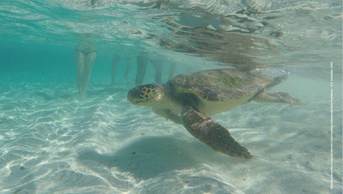 Tornerà di nuovo in mare la tartaruga Gigliola. Finalmente curata e ristabilita, aveva ingerito della plastica