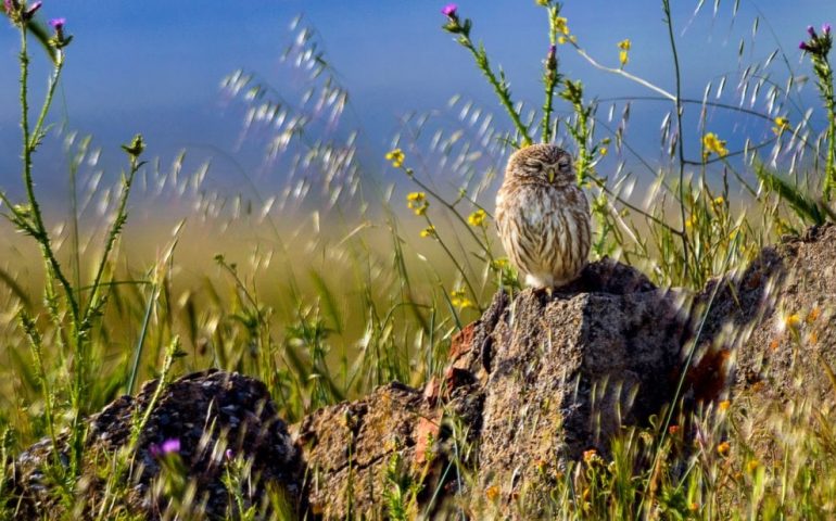 Su Repubblica la Sardegna incantata vista dagli occhi di venti fotografi