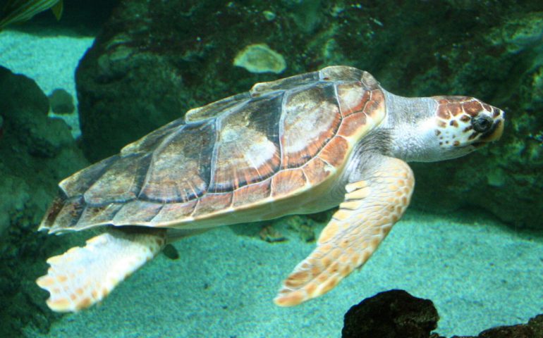 Cagliari, venerdì al Poetto la magia del ritorno in libertà di una tartaruga caretta caretta