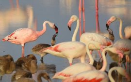 Fenicotteri minori Parco di Molentargius con il piccolo