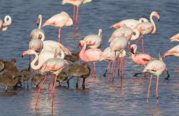 Fenicotteri minori Parco di Molentargius insieme