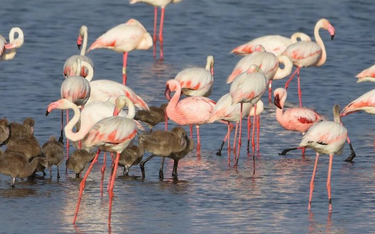 Fenicotteri minori Parco di Molentargius insieme