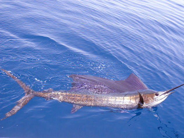 Uno splendido esemplare di pesce vela nuota tra i bagnanti a Bosa Marina e poi ritorna al largo