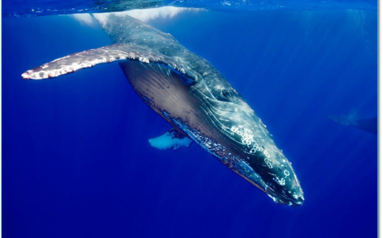 Fermate le ricerche petrolifere nel Mare di Sardegna: gongolano ambientalisti e animalisti