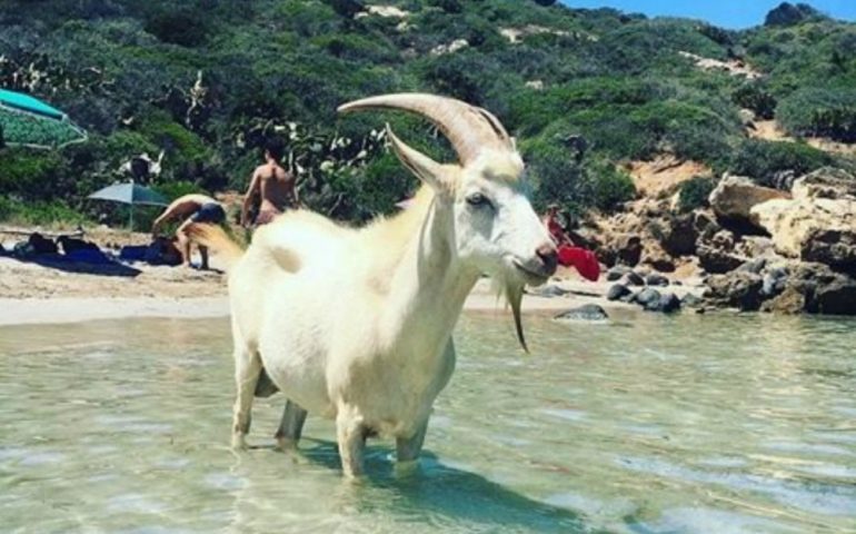 Anche gli animali si godono il mare della Sardegna. Willy il caprone di Capo San Marco fa il bagno in una Caletta di Cabras