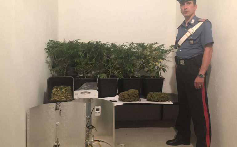 carabinieri, cannabis sequestrata pirri