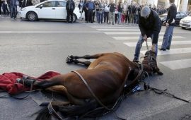 cavallo a terra