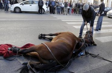 cavallo a terra