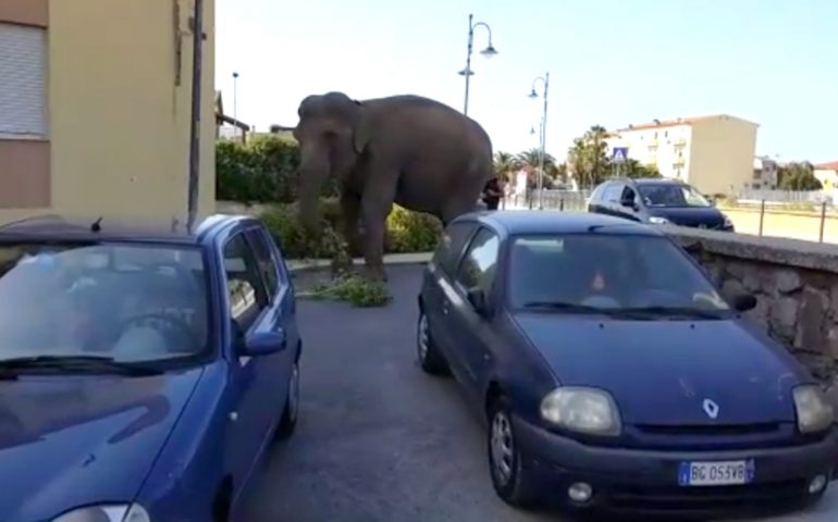 Elefantessa scappa dal circo e se ne va in giro per le strade di Sorso. Il singolare fatto è accaduto ieri nella cittadina del Sassarese