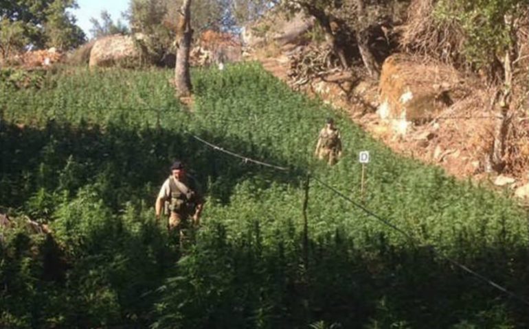 Nuoro, sequestrata dai carabinieri una maxipiantagione di marijuana. Arrestato un uomo