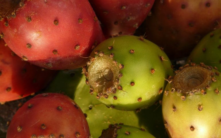 Il fico d’India: succo, polpa e olio di semi ricchi di proprietà in questo frutto ormai simbolo del clima della Sardegna