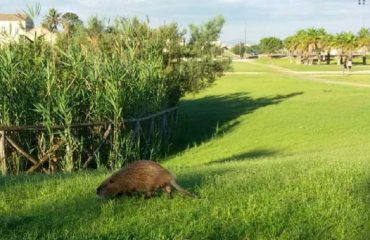 nutria parco san lussorio selargius