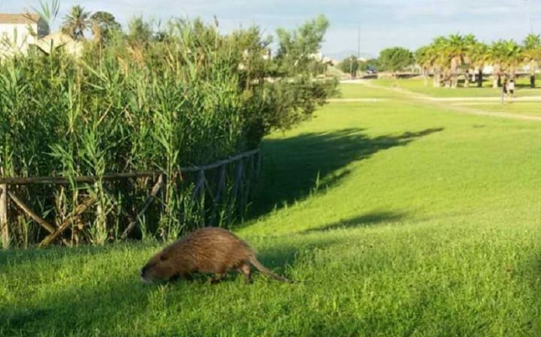 nutria parco san lussorio selargius