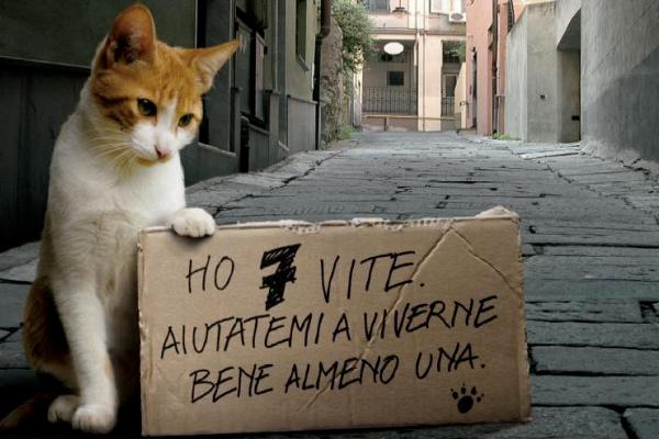 Troppi randagi sulla ex Statale 554: la strada è diventata il cimitero di cani e gatti