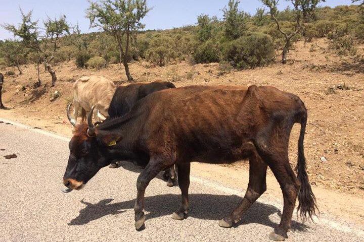 Un post polemico su Facebook mostra le reali condizioni di animali e vegetazione in Barbagia