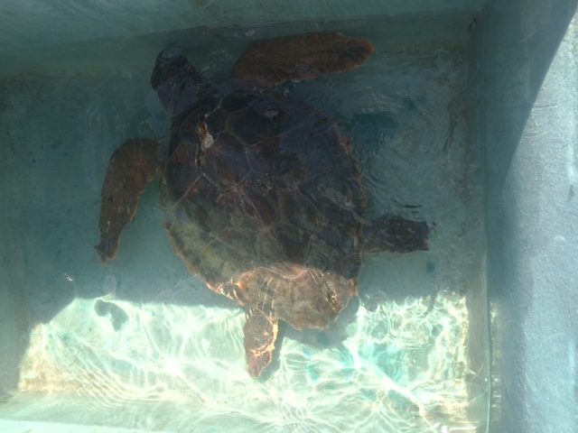 Una tartaruga Caretta Caretta è stata soccorsa, recuperata e curata mentre si trovava in difficoltà nelle acque di Carloforte