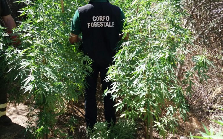 Nella campagna di Gergei spunta una piantagione di cannabis. Arrestato un uomo