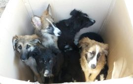 Cani abbandonati polizia municipale - Copia