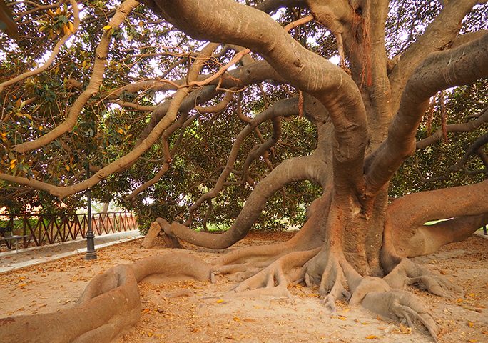 Lo straordinario ficus magnolioide dei Giardini pubblici. Il gigante buono della città