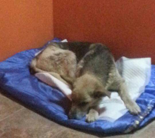 Appello per salvare Lupa. Anziana, sola e malata, questa cagnolona ha bisogno di cure costanti
