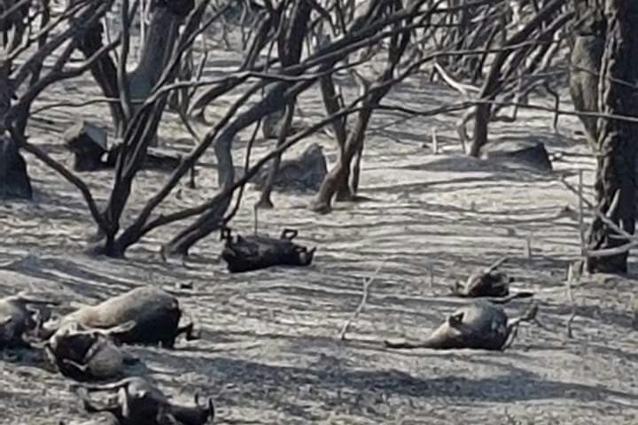 Incendi, Coldiretti: “È emergenza in Sardegna: oltre 20 milioni di danni alle imprese agricole”