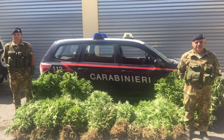 arresto marijuana orune carabinieri