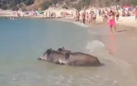 I cinghiali fanno un tuffo in acqua!