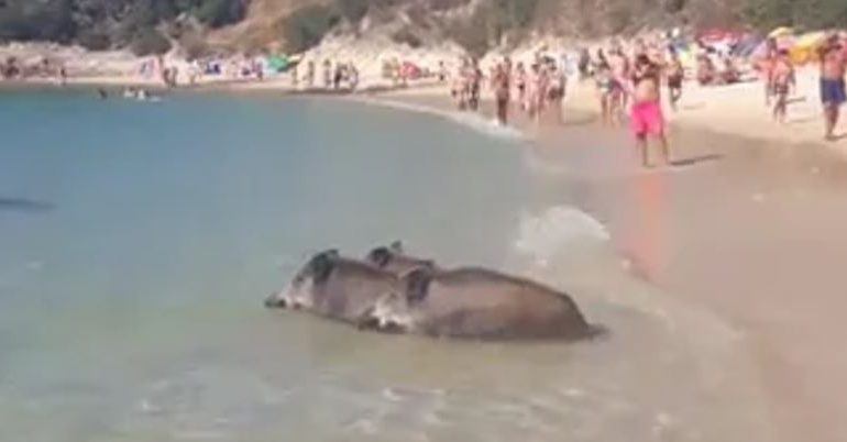 I cinghiali fanno un tuffo in acqua!