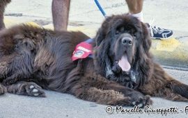 cane terranova salvataggio