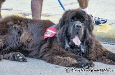 cane terranova salvataggio