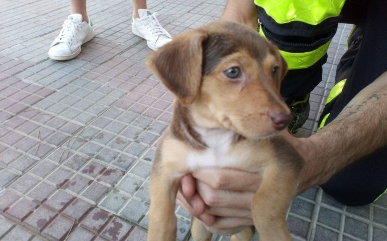 Cagliari, cagnolino dimenticato in un auto con i finestrini chiusi. Interviene la Municipale e lo salva