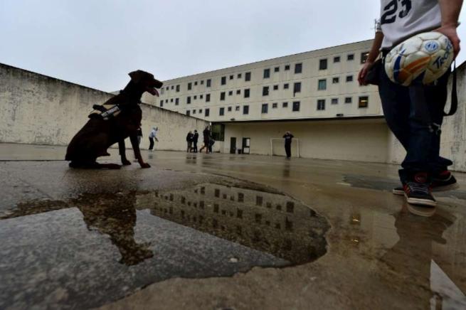 cani in carcere