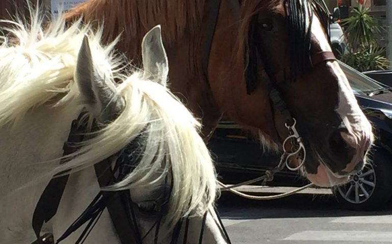 “I cavalli non sono bus”. Sit-in di protesta della LAV nel Largo Carlo Felice a Cagliari