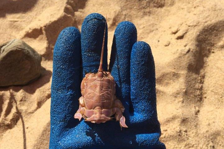 Il Mediterraneo si sta riscaldando sempre più: avvistato a Chia uno stranissimo crostaceo