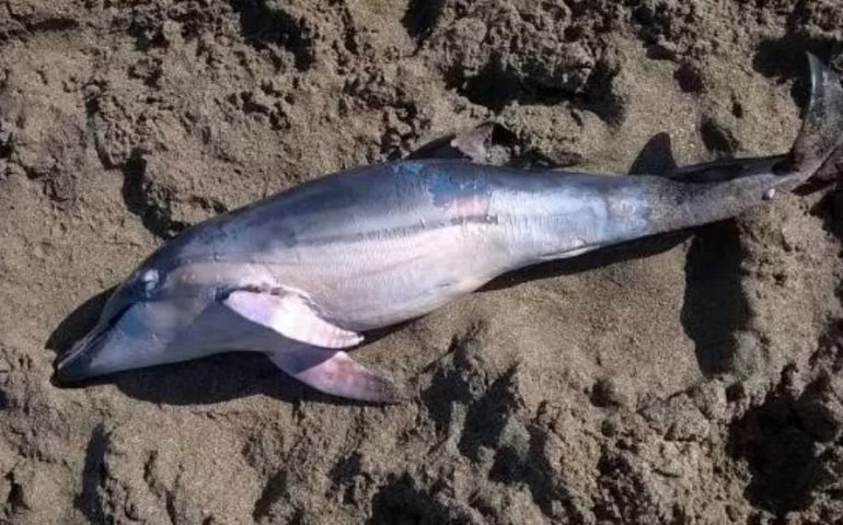 Muravera, cucciolo di delfino ritrovato morto nella spiaggia di Colostrai