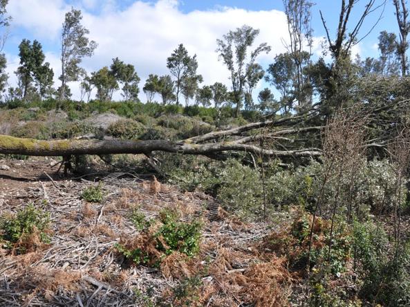 Aritzo, centinaia di ettari di foreste rasi al suolo da una società svizzera e ridotti a deserto. La denuncia arriva da Mauro Pili