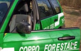 corpo forestale